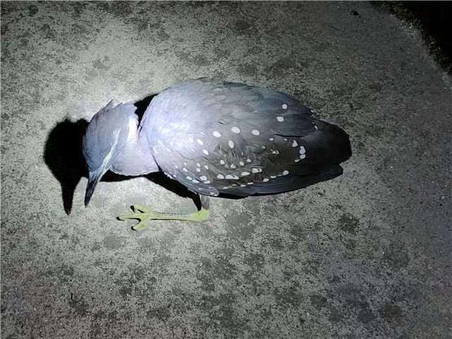 海南热带宝岛的地理、历史与文化探索之旅