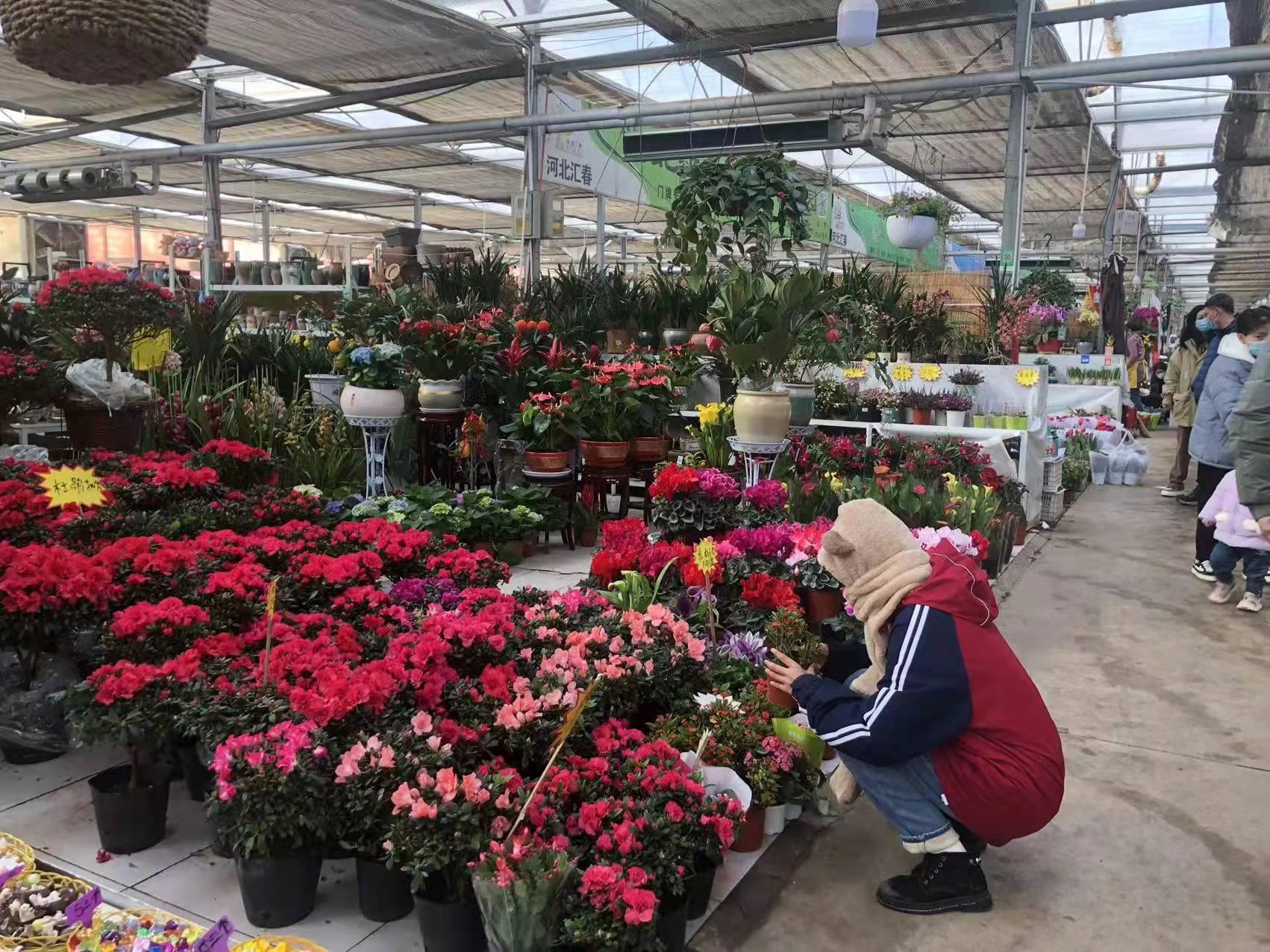 石家庄,历史长河中的璀璨明珠闪耀之处